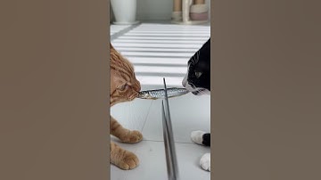 Wait for his reaction at the end! 😳