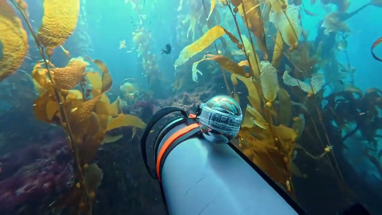 Strawberry Reef DPV compilation - Catalina Island - 09/28/25