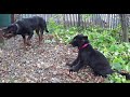 Black leopard and dog. A Rottweiler raises a black panther kitten. Funny and cute animals.