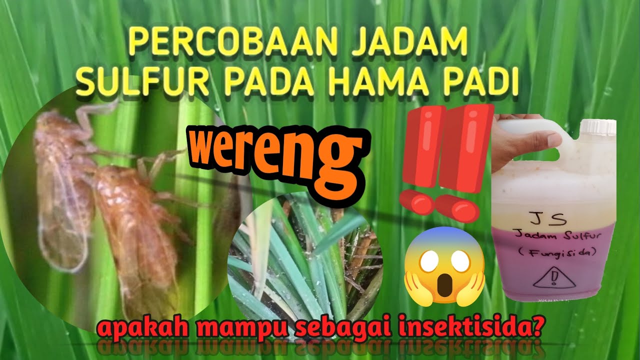 Jadam sulfur ke hama padi  WERENG ‼️ (Uji Coba Spray_Apakah Berfungsi ??? )