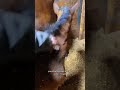 Throwback! Baby horse is already obsessed with grooming time