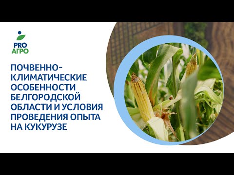 Почвенно-климатические особенности Белгородской области и условия проведения опыта на кукурузе