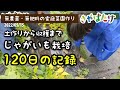 じゃがいも大豊作5ヶ月の記録！1kgから20kg以上収穫！1月土作りから5月の収穫まで（無肥料で無農薬でもこんなに育ちます。）