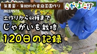 じゃがいも大豊作5ヶ月の記録！1kgから20kg以上収穫！1月土作りから5月の収穫まで（無肥料で無農薬でもこんなに育ちます。）