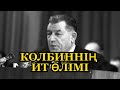 Колбиннің ит өлімі – жазықсыз жастардың лағынеті