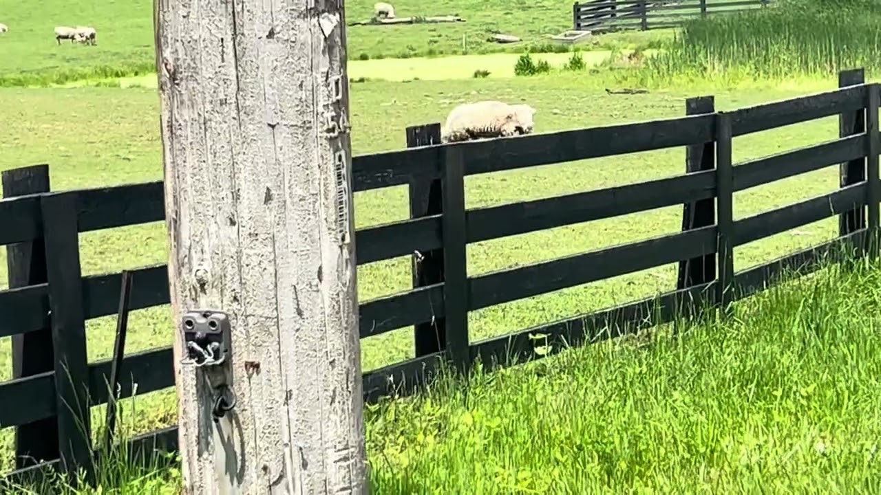 A sheep farm in a Canadian Village Schomberg, ON, Canada