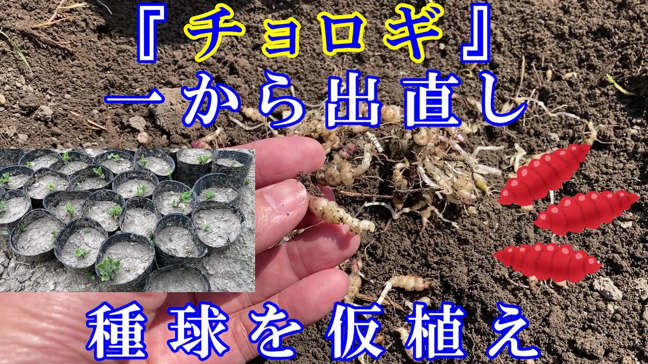 チョロギ」一から出直しです。種球を仮植え - YouTube