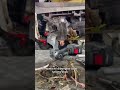 Sarang tikus
