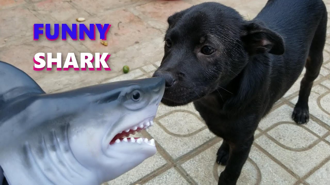 Funny Shark Puppet Tik Tok 2021 - Try Not To Laugh Challenge Watching ...