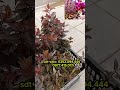 Trồng Mận Đỏ Vừa Đẹp Vừa Sang #shortvideo #bonsai #caymandouc