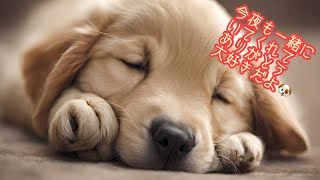 今夜はゴールデン・レトリバーの子犬と一緒に眠ろう💤 #子犬  #ゴールデン・レトリバー #リラックス音楽 by 今夜も子犬と眠ろう 161 views 2 months ago 1 hour