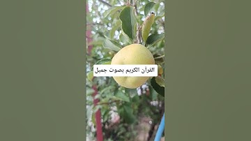 القرآن الكريم بصوت جميل #اكسبلور #qoraniyat423 #quran #لايك #qoraniyat421 #تيك_توك #راحة_نفسية