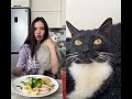 Sonya vc exagera.#cat #cats #catvideos #catshorts #catlife #catvideo #catmemes