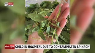 Contaminated spinach saga leaves child in hospital and dozens of people sick