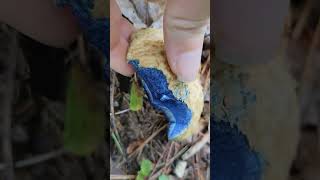 Blue staining bolete