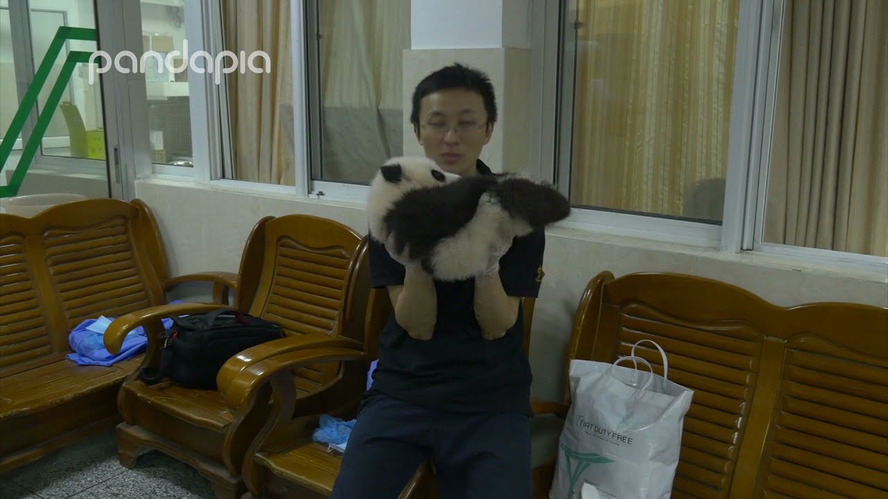 How to exercise with a baby panda - YouTube