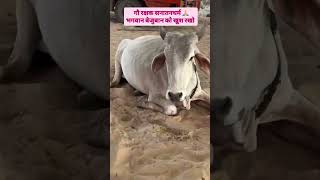 जय गौ माता रेस्क्यू #trending #viralvideo #shorts