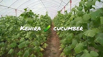 🥒 UNBELIEVABLE Cucumber Harvest! | How to Grow Cucumbers in Shade!"