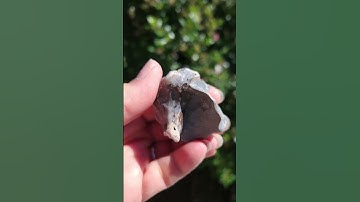 Fossil Shell Reveal #shorts