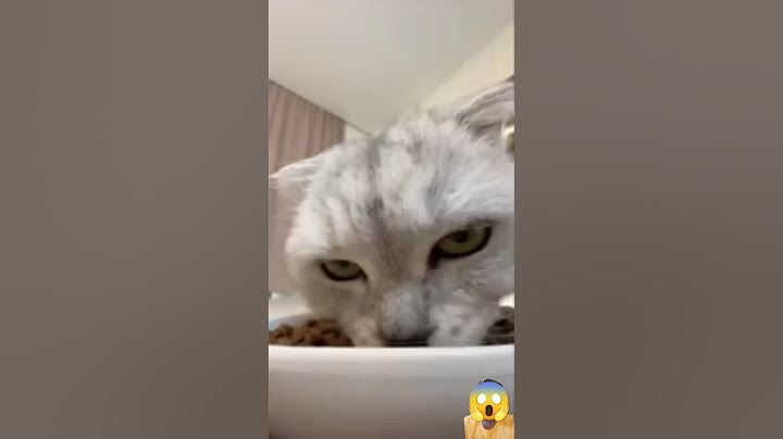 It seems impossible to hide from Sonya! 😔 #cat #funny #animals