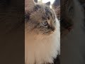 catcute catadorable catcat videocat eatingcat treatscat snack timepet catkitt