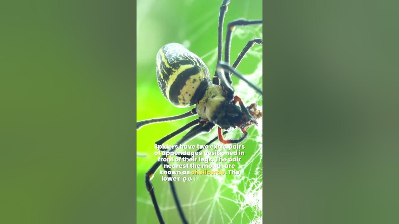 Why Spiders are not Insects? 🕷 Why are Spiders Not Classified as