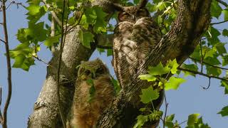 Great Horned  Owlets May 2nd 2024