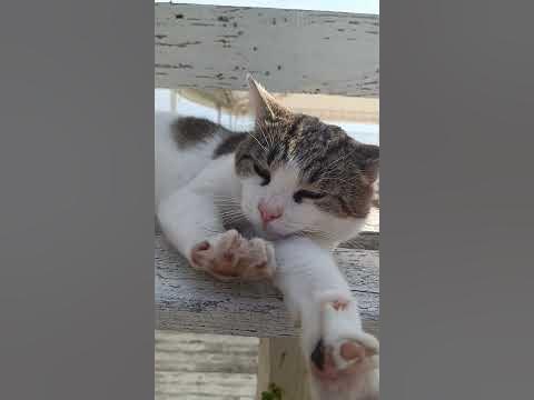 Хто ти сьогодні, котик чи песик? - YouTube