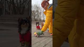Вариант занятия с собаками на улице by Татьяна Скокова 416 views 3 weeks ago 11 minutes, 21 seconds