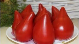 картинка: ТОМАТЫ! Эти СОРТА на ВЕКА!