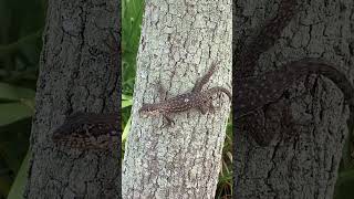 Dessert Iguana in Miami 2025
