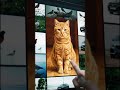 Supervised Machine Learning - A short trailer
