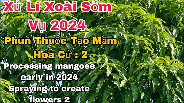 Xử Lí Xoài Sớm Vụ 2024, Phun Thuốc Tạo Mầm Hoa Cử : 2 | VTK.CHANNEL