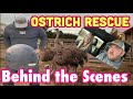 Ostrich Rescue: the full behind the scenes!