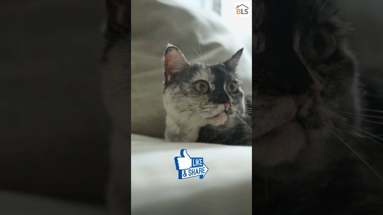 3 Cat Facts You Probably Didn't Know - Amazing Cat Facts That You Probably Didn’t Know 