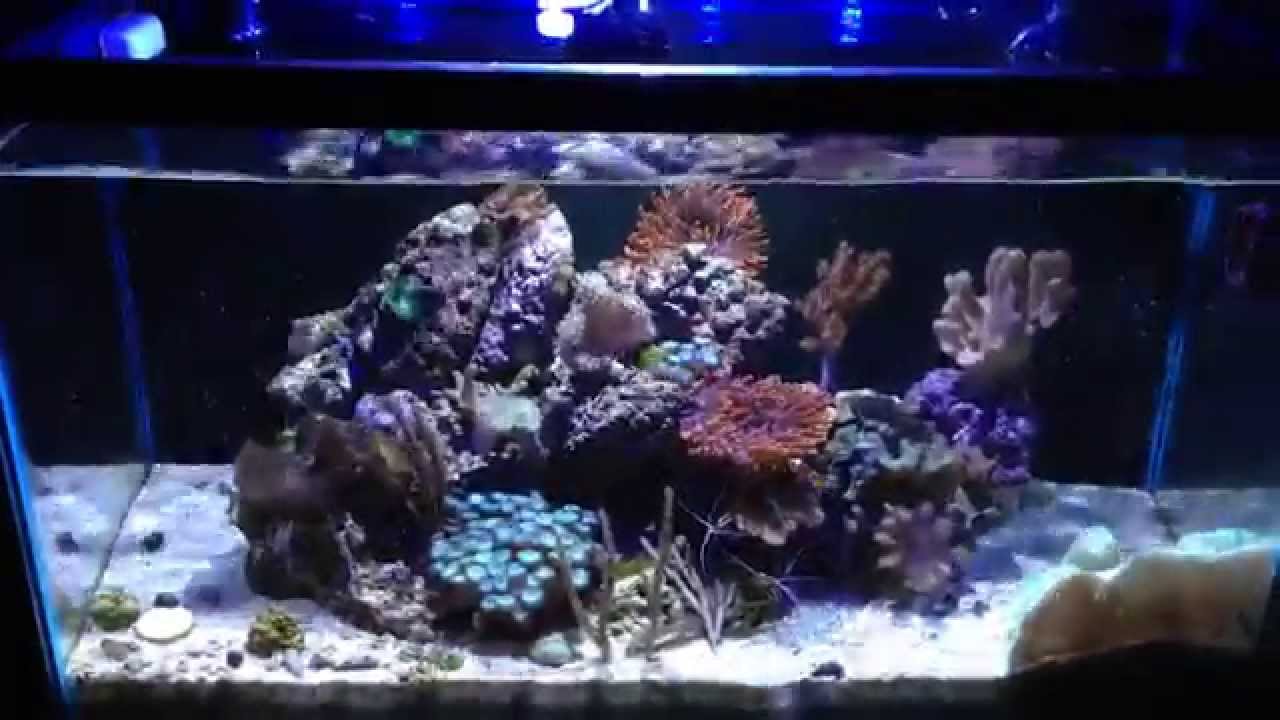 6 Months NO Water Change!!! 29g Saltwater Tank Update Miracle Mud - YouTube