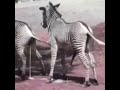 شاهد تكاثر الحمار الوحشي 