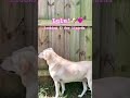 Beautiful 🩷🐕LULU’ 👀 looking for lizards🦎😄 #petshub #labrador #labradorlovers #labradorretriever