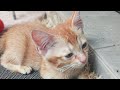 Time Machine Cats !!!! Longest Daily Cat's Story