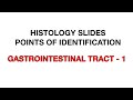 Gastrointestinal Tract Part 1 Histology