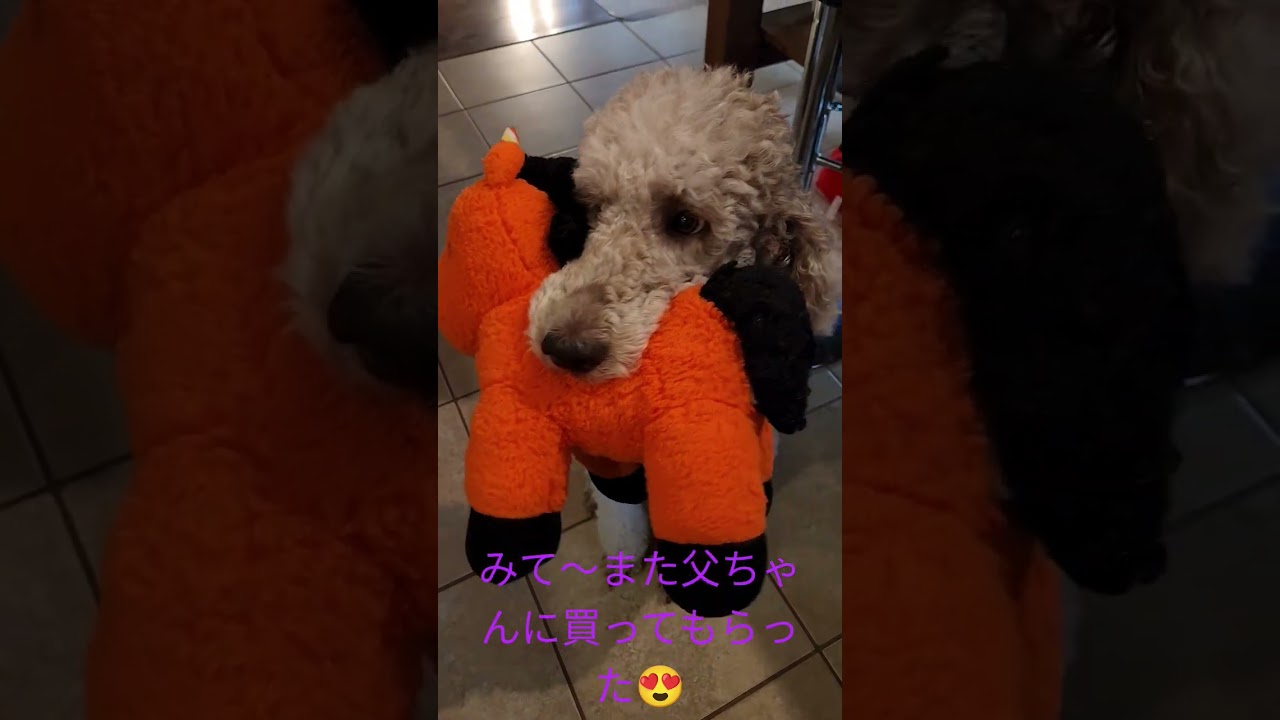 poodle 🐩 プードル、ヘイゼル - YouTube