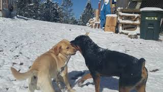 Oso The Rottweiler Puppy Is Getting Beefy And Doesnt Look Like Puppy Any More