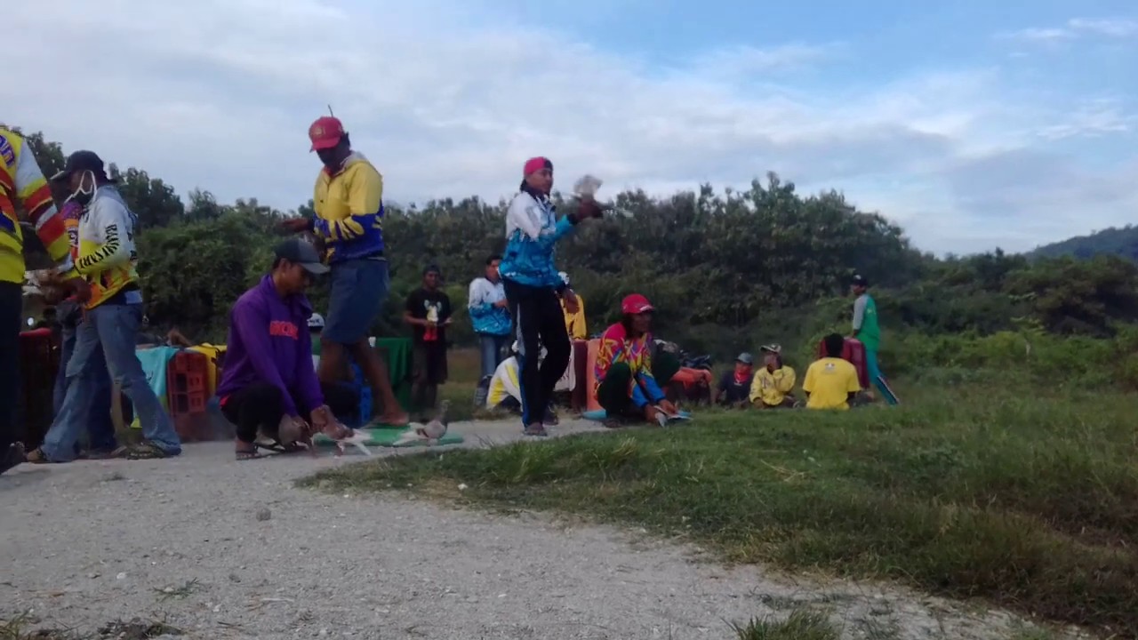 Cara Melati Merpati Kebutan Edisi Terbaru 