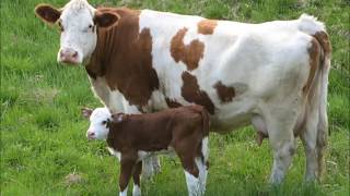 Dual purpose cattle breeds