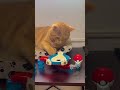 Satisfying! Cat Stops the Spinning Pokémon Ball 🌀 #asmr #marblerun #pokemon #satisfying #cat