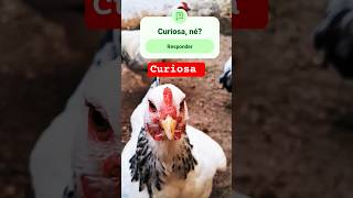 Essa Galinha é extremamente curiosa #pets #aves