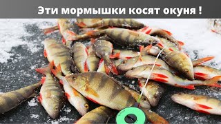 Ловля ОКУНЯ на МОРМЫШКУ Зимняя рыбалка на озере Большой Кременкуль поклевки одна за одной 