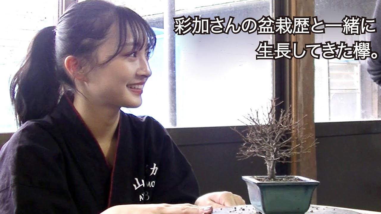 写真集 記念帳 盆栽 盆栽書籍 盆栽鉢の通販 近代出版