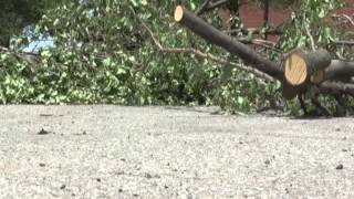 High winds damage trees after powerful storm