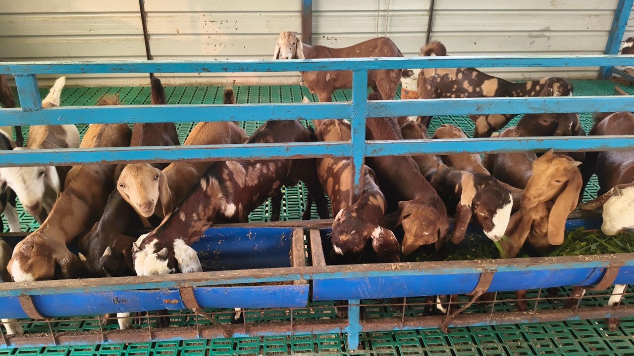 सिरोही और सोजत के बच्चे बिक्री  के लिए तैयार